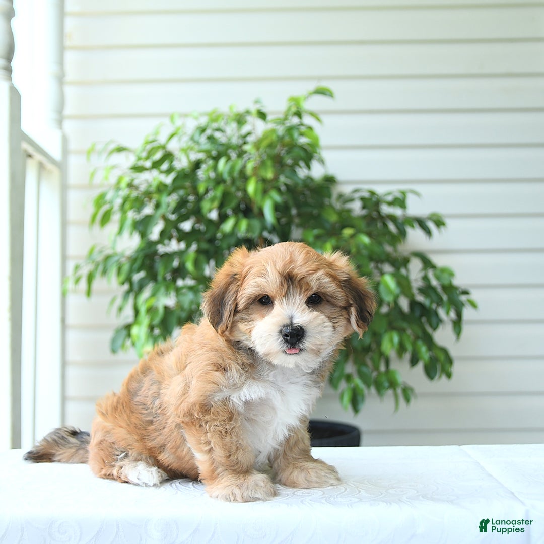 Yochon dogs for sale: Calvin - Image 4