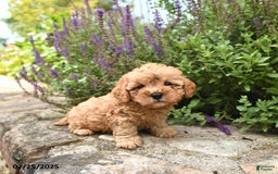 Cavapoo dogs for sale: Remington - Image 2