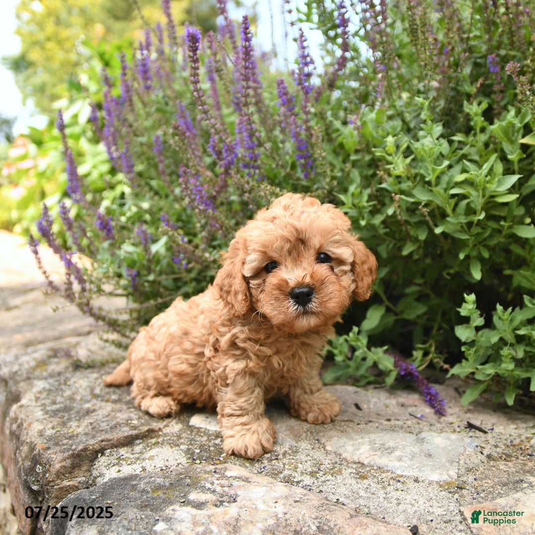 Cavapoo dogs for sale: Remington - Image 2