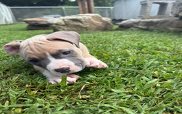 American Pit Bull Terrier dogs for sale: Peanut - Image 22