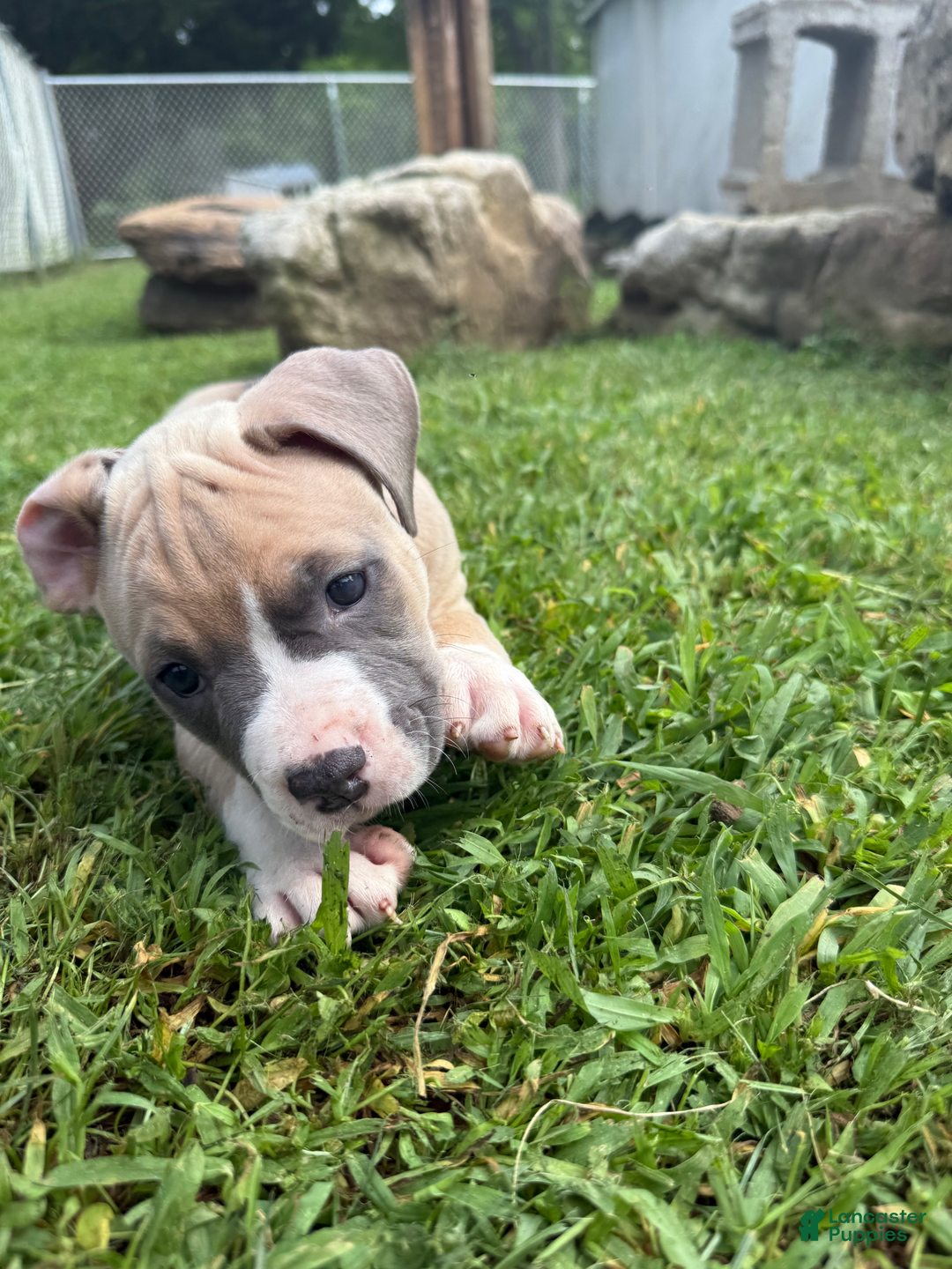 American Pit Bull Terrier dogs for sale: Peanut - Image 22