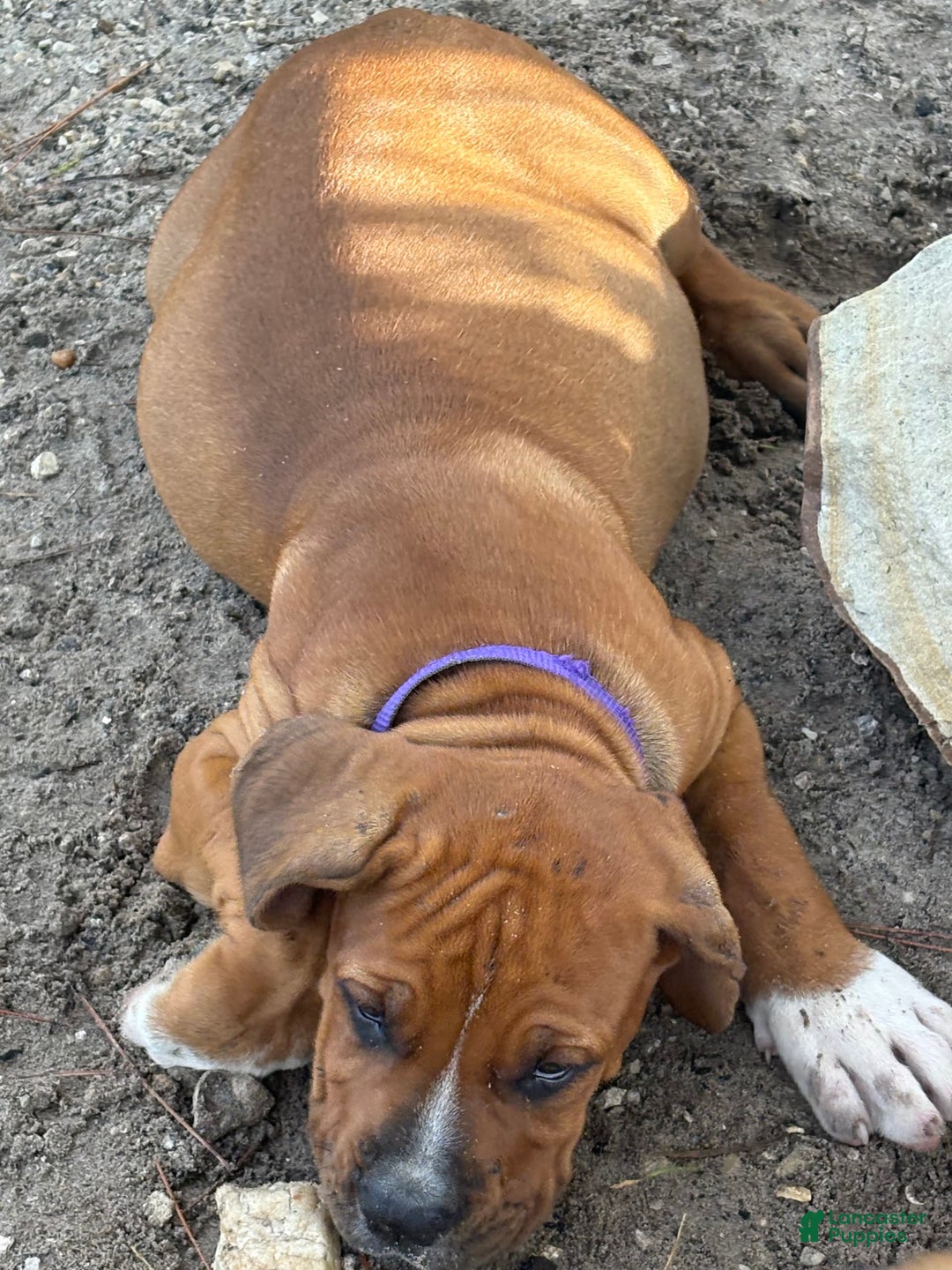 South African Boerboels dogs for sale: Shannon - Image 6