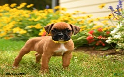 Boxer dogs for sale: Katmai - Image 2