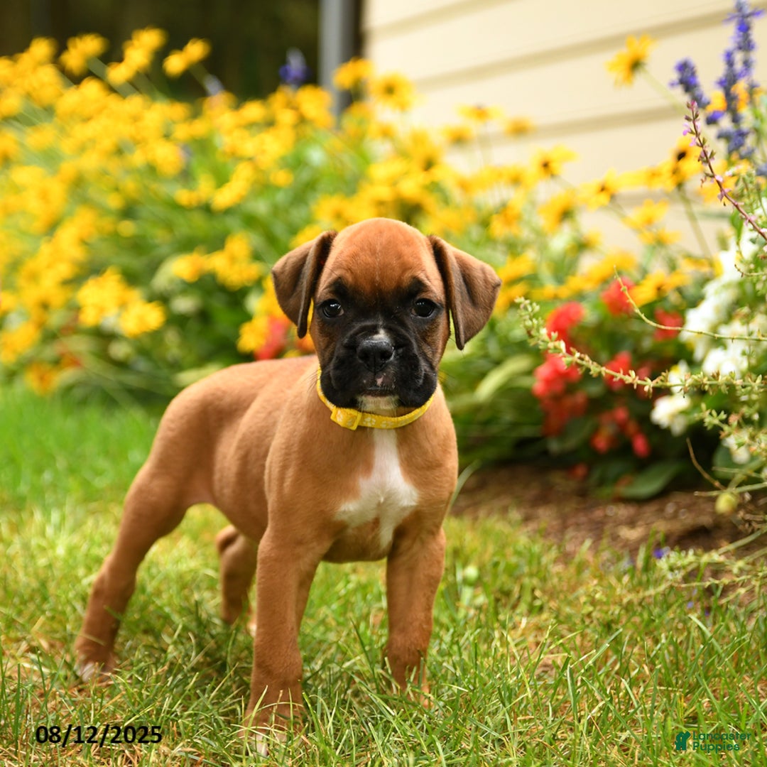 Boxer dogs for sale: Katmai - Image 2