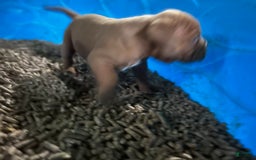 Olde English Bulldogge dogs for sale: Koa - Image 1