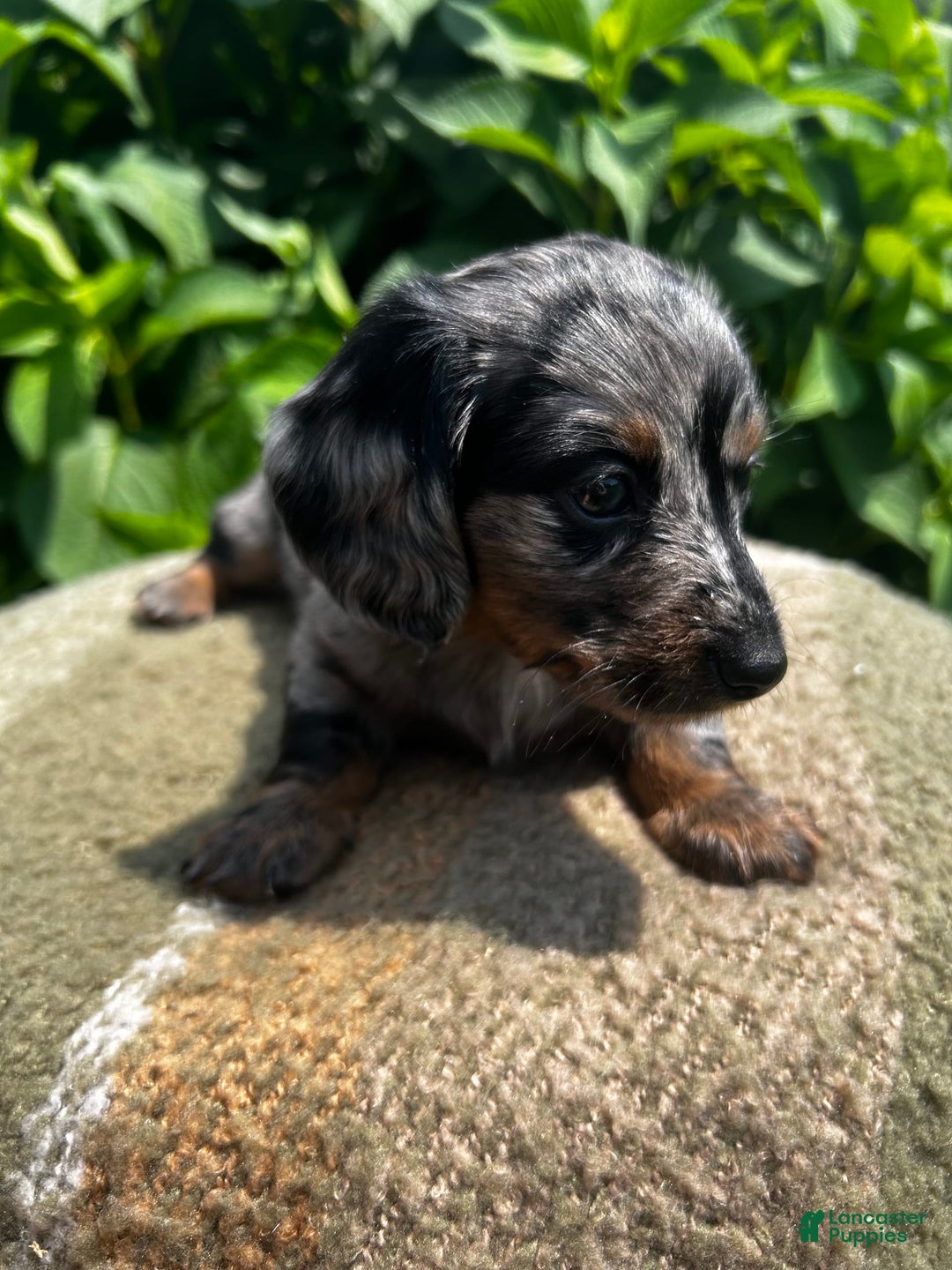 Dachshund dogs for sale: Juno - Image 1