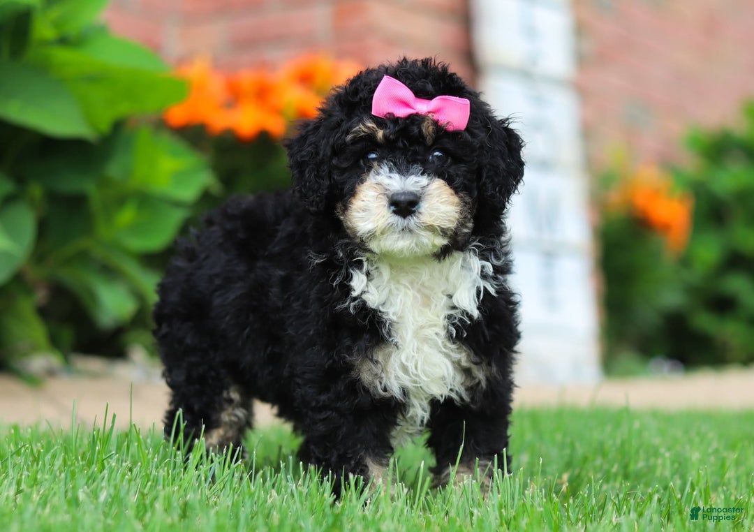 Mini Bernedoodle dogs for sale: Kaylee - Image 4