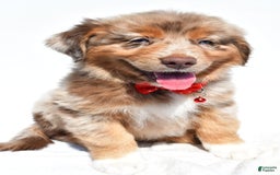 Miniature Australian Shepherd dogs for sale: Miniature Australian Shepherd 7 puppies - Image 26