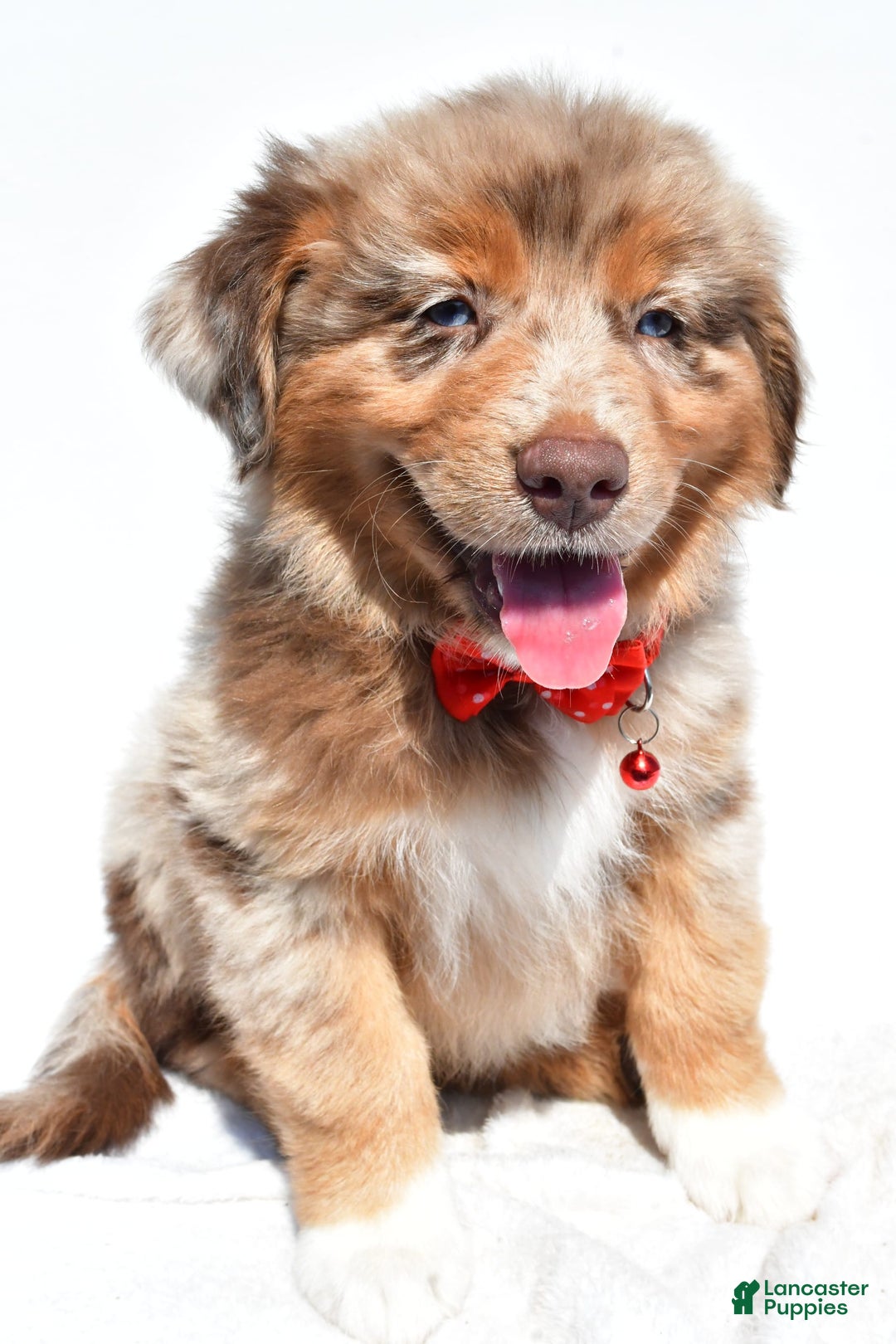 Miniature Australian Shepherd dogs for sale: Miniature Australian Shepherd 7 puppies - Image 26