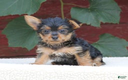 Yorkshire Terrier dogs for sale: Marty - Image 5