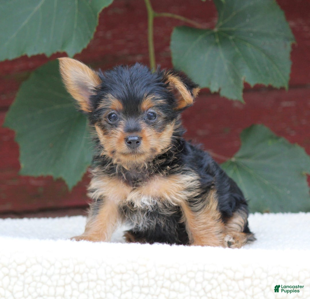 Yorkshire Terrier dogs for sale: Marty - Image 5