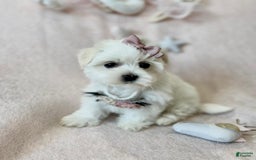 Maltese dogs for sale: Maltese - Image 2