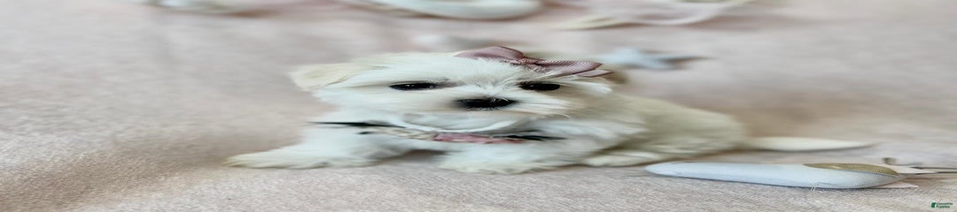 Maltese