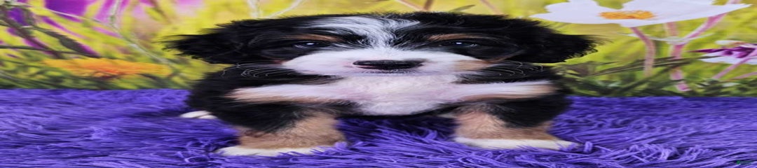 Lewie