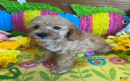  dogs for sale: Ringo - Listing for pets: Ringo - Image 3