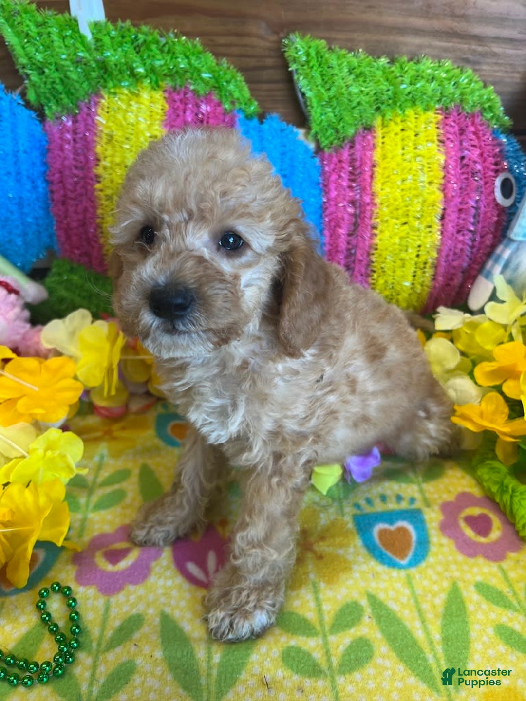  dogs for sale: Ringo - Listing for pets: Ringo - Image 3