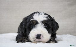 Mini Bernedoodle dogs for sale: Leo - Image 19