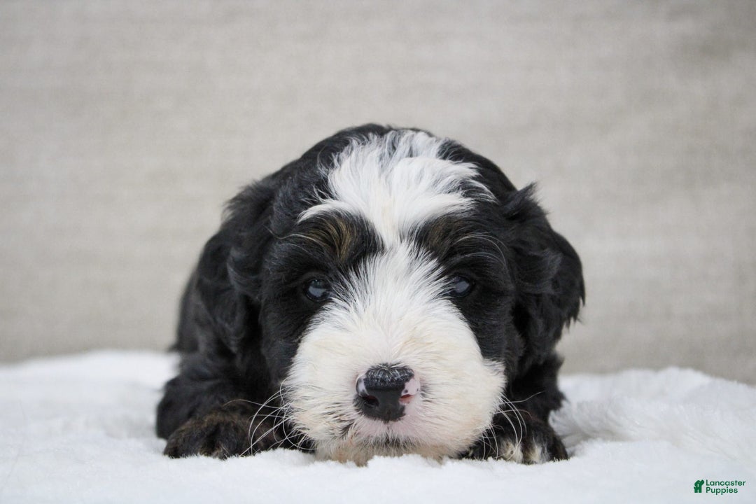 Mini Bernedoodle dogs for sale: Leo - Image 19