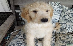 Goldendoodle dogs for sale: Mickey - Image 10