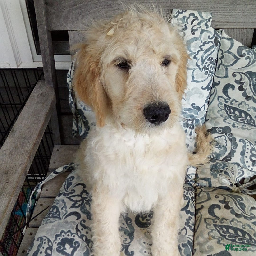 Goldendoodle dogs for sale: Mickey - Image 10