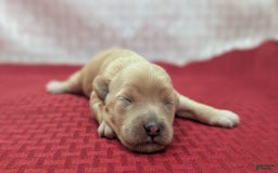 Cockapoo dogs for sale: Nadine - Image 16