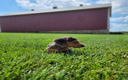 Dachshund dogs for sale: Jennifer - Image 5