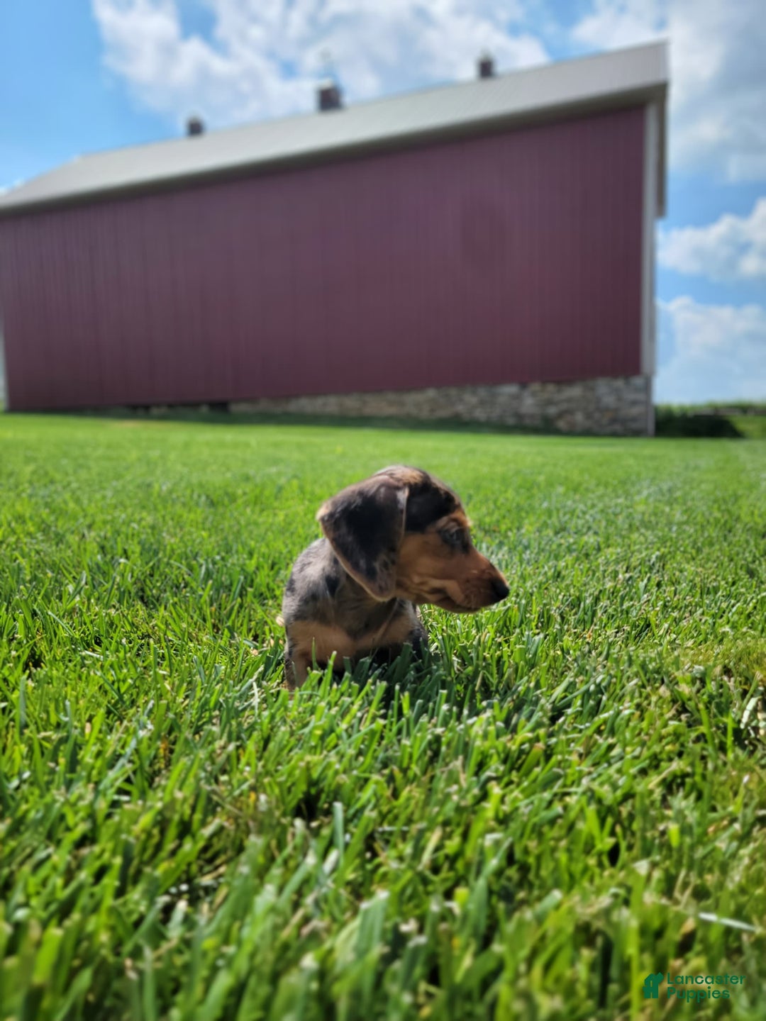 Dachshund dogs for sale: Jennifer - Image 5