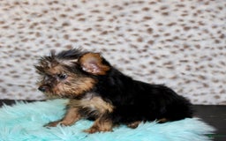 Yorkshire Terrier dogs for sale: Jethro - Image 5