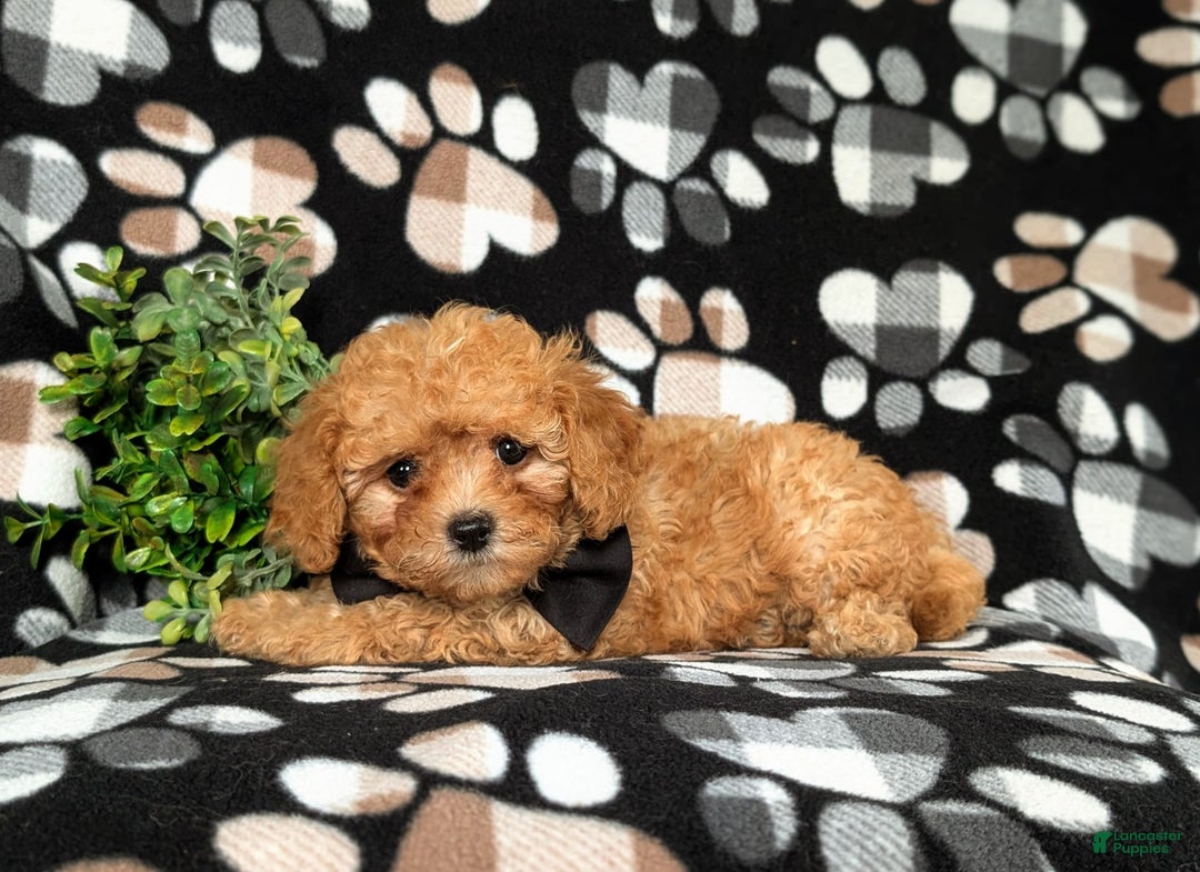 Cavapoo dogs for sale: Liam Toy Size Hypoallergenic - Image 5