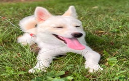 Pomsky dogs for sale: Aden - Image 24