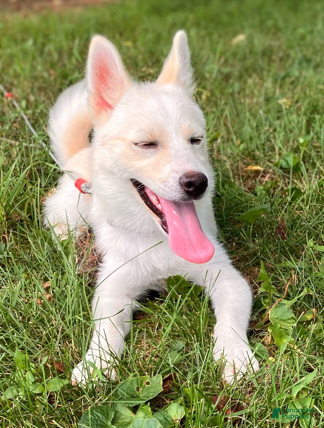 Pomsky dogs for sale: Aden - Image 24