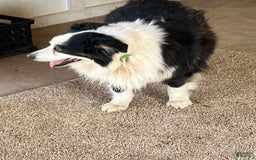 Australian Shepherd dogs for sale: Sugar - Image 19