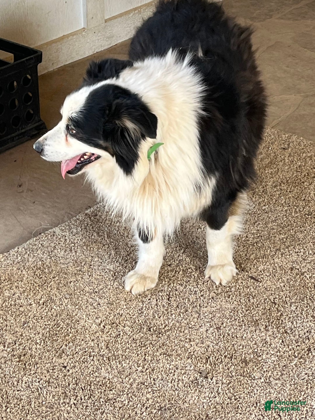 Australian Shepherd dogs for sale: Sugar - Image 19