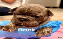 French Bulldog dogs for sale: Rock - Image 1