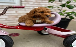 Goldendoodle dogs for sale: Charlotte - Image 6