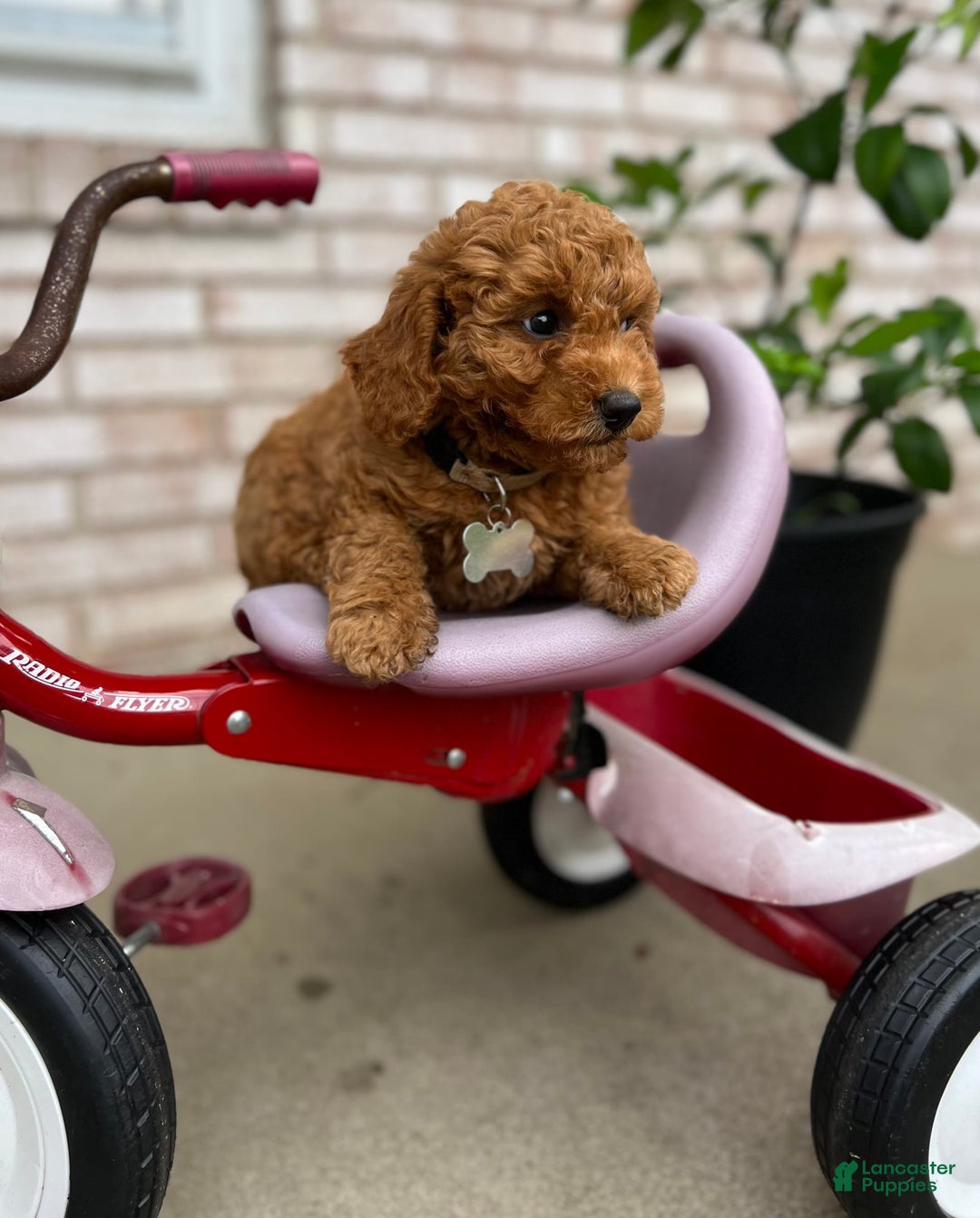 Goldendoodle dogs for sale: Charlotte - Image 6