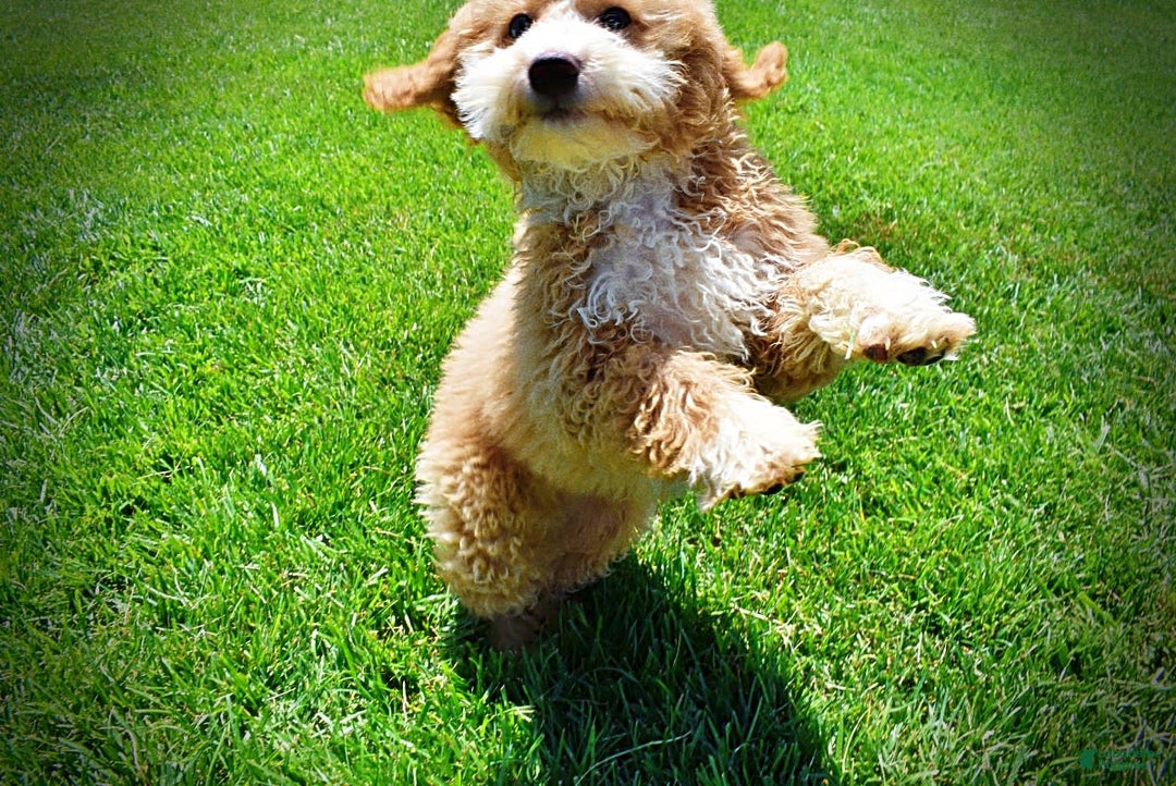 Havapoo dogs for sale: Whisky - Image 19