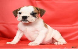 Beabull dogs for sale: Katie - Image 7