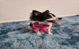 Pomeranian dogs for sale: Mili - Image 2