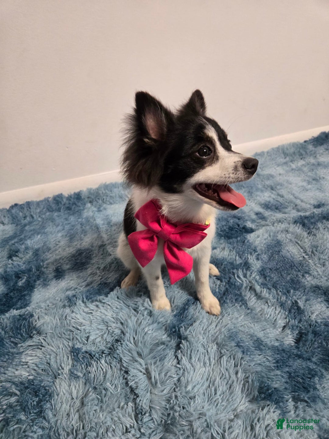 Pomeranian dogs for sale: Mili - Image 2