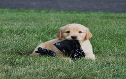 Golden Retriever dogs for sale: Cash - Image 1