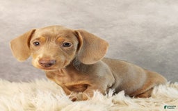 Miniature Dachshund dogs for sale: Dolce - Image 3