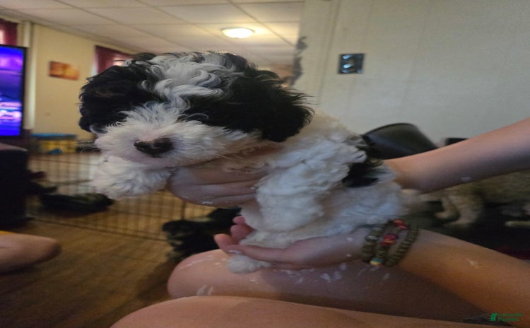 Miniature Poodle dogs for sale - Ad 2