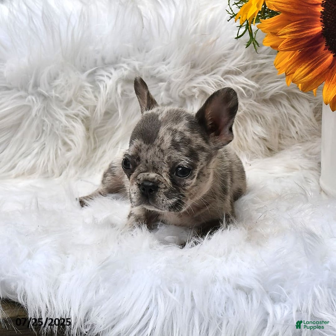French Bulldog dogs for sale: Midget - Image 8