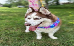 Siberian Husky dogs for sale: Zane - Image 3
