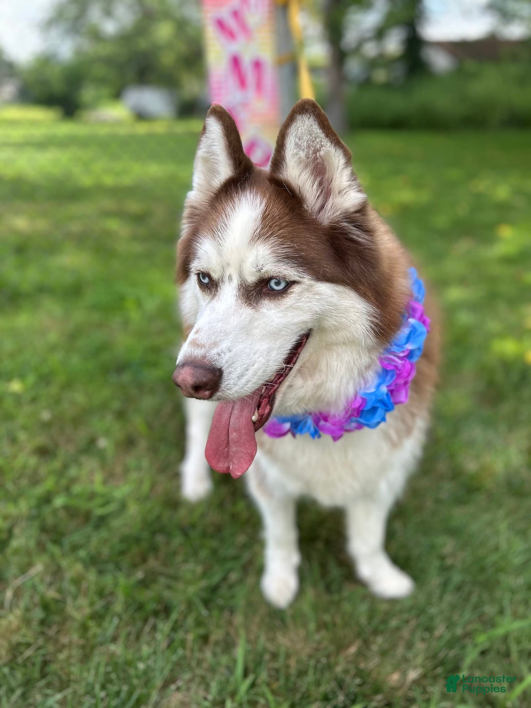 Siberian Husky dogs for sale: Zane - Image 3