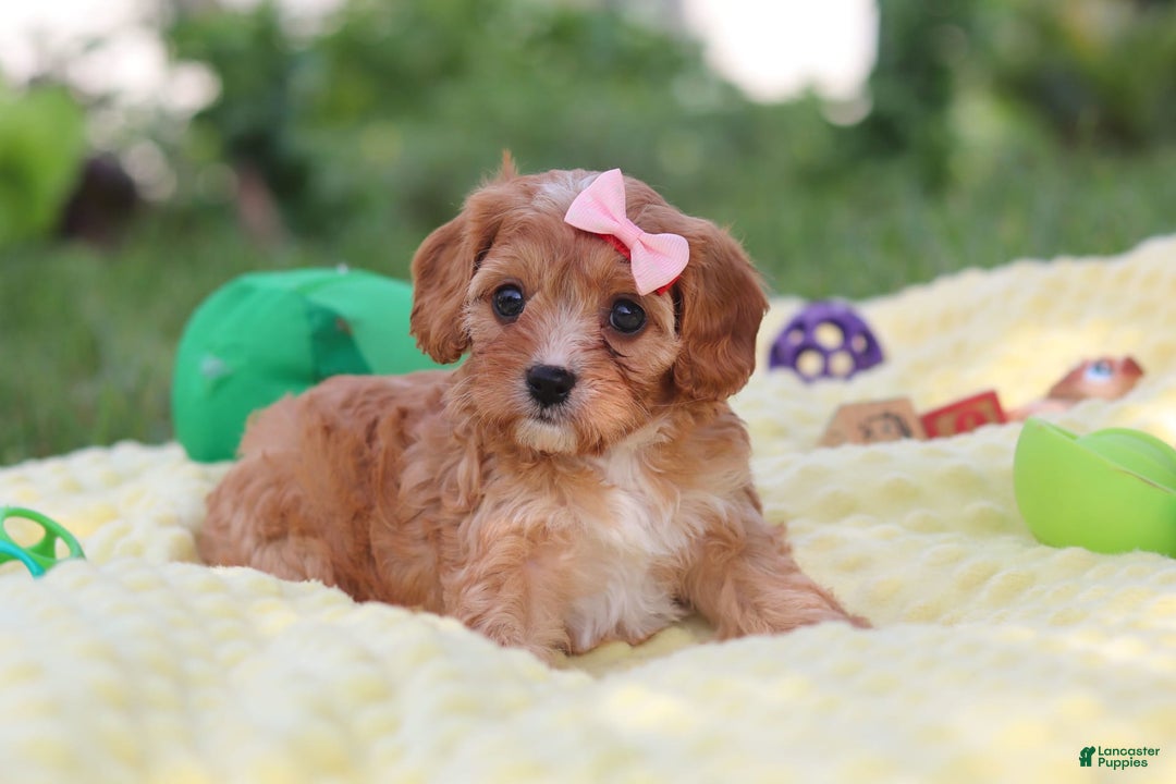 Cavapoo dogs for sale: Lucy - Image 5