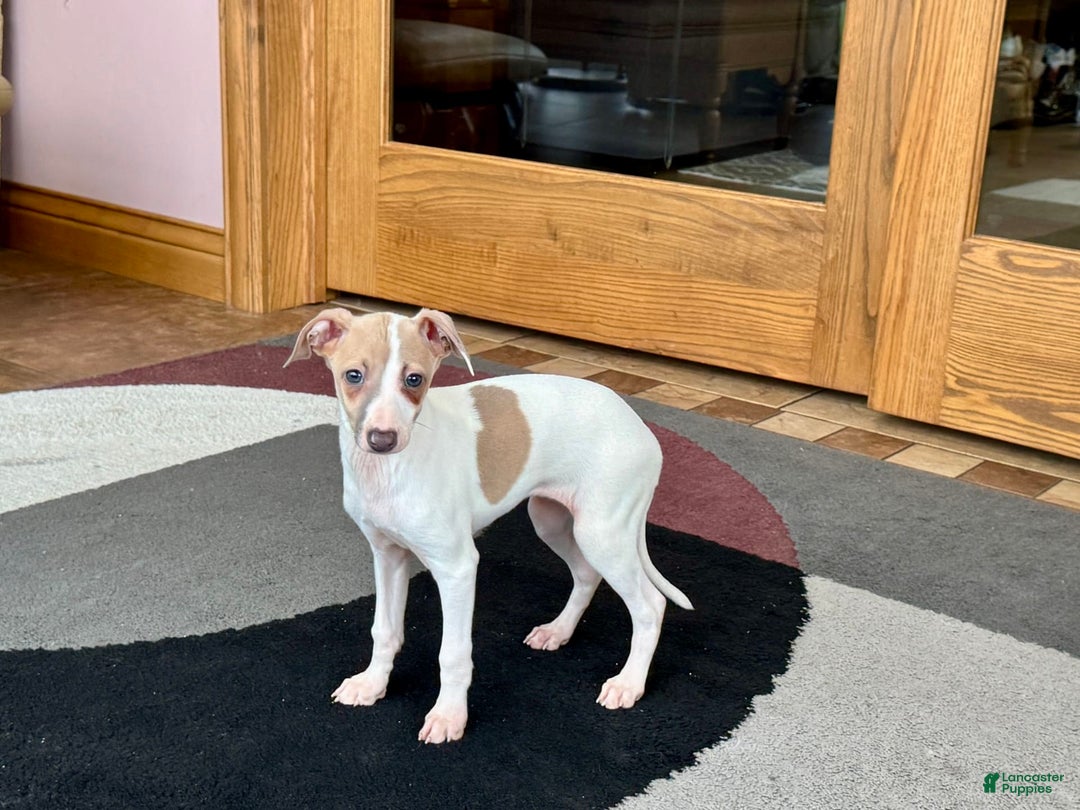 Italian Greyhound dogs for sale: Cindy - Image 6