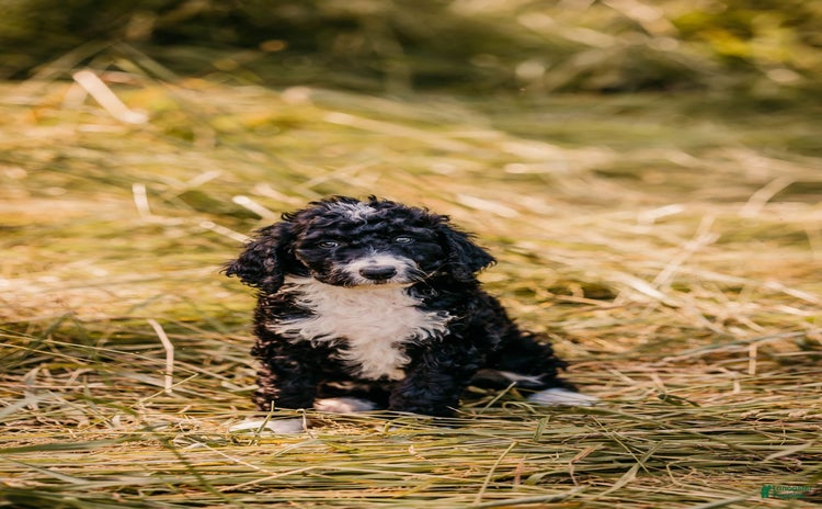 Aussiedoodle dogs - Advert 31
