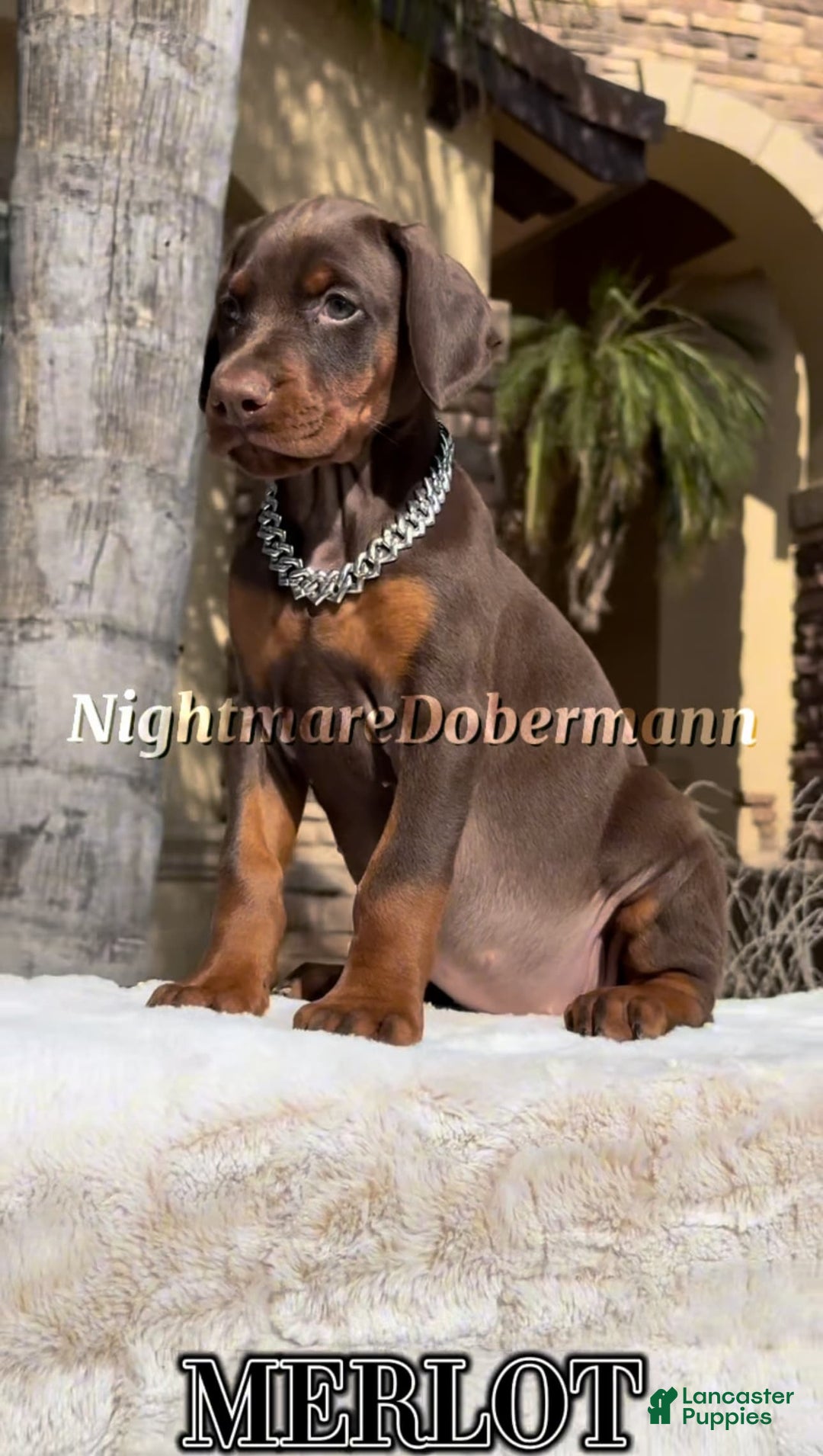 Doberman Pinscher dogs for sale: Malibu - Image 14